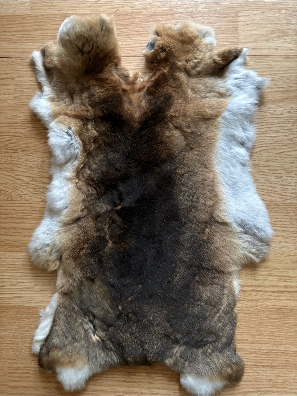C0024 Rex rabbit hide